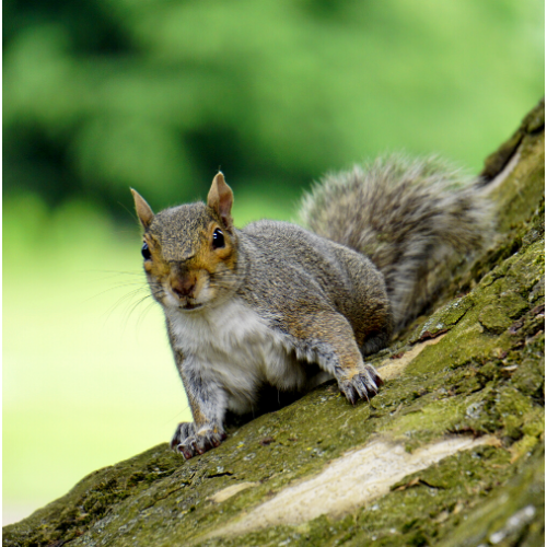 Squirrel Control Greenwich