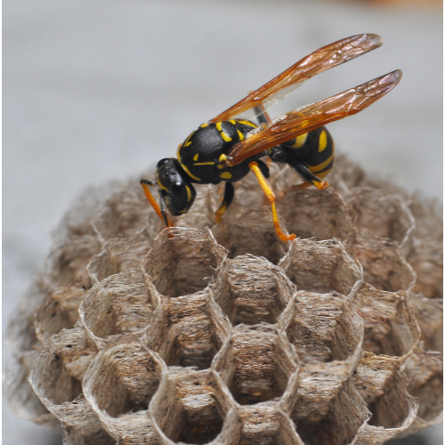 Wasp nest removal Woolwich